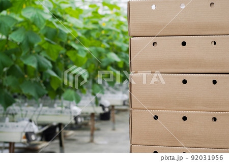 Boxes with fresh ripe cucumber. Organic food and vegetables. Healthy eating. Hydroponics in agribusiness. Growing cucumbers in a greenhouse using drip irrigation. Smooth camera movement Boxes with fresh ripe cucumber. Organic food and vegetables. Healthy eating. Hydroponics in agribusiness. Growing cucumbers in a greenhouse using drip irrigation. Smooth camera movement 92031956
