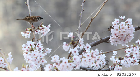 桜　雀　桜と雀　大阪城公園桜　すずめ　スズメ 92032207