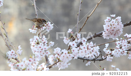 桜　雀　桜と雀　大阪城公園桜　すずめ　スズメ 92032215