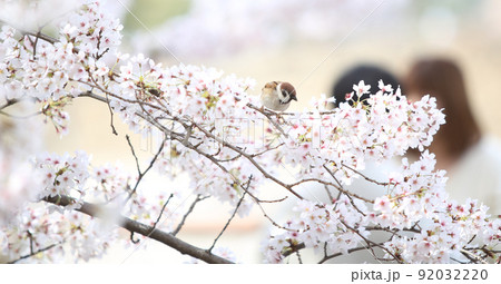 桜 雀 桜と雀 大阪城公園桜 すずめ スズメ 桜 雀 桜と雀 大阪城公園桜 すずめ スズメ 92032220