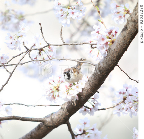 桜　雀　桜と雀　大阪城公園桜　すずめ　スズメ 92032230