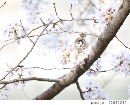 桜　雀　桜と雀　大阪城公園桜　すずめ　スズメ 92032232