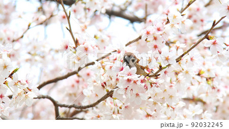 桜　雀　桜と雀　大阪城公園桜　すずめ　スズメ 92032245