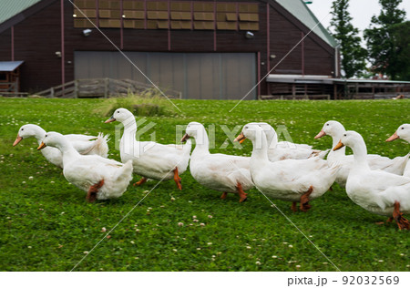 牧場のアヒルの行進 牧場のアヒルの行進 92032569