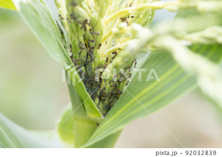 トウモロコシの花に付いたアリとアブラムシ 92032839
