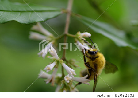 コマルハナバチのオス（埼玉県/6月） 92032903