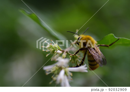 コマルハナバチのオス（埼玉県/6月） 92032909