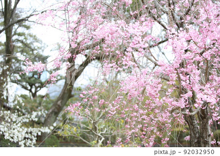 天王寺公園桜　天王寺公園　桜　あべのハルカス　川底池　てんしば　和気橋　通天閣　ソメイヨシノ　 92032950
