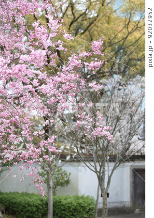 天王寺公園桜 天王寺公園 桜 あべのハルカス 川底池 てんしば 和気橋 通天閣 ソメイヨシノ 天王寺公園桜 天王寺公園 桜 あべのハルカス 川底池 てんしば 和気橋 通天閣 ソメイヨシノ 92032952