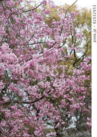 天王寺公園桜 天王寺公園 桜 あべのハルカス 川底池 てんしば 和気橋 通天閣 ソメイヨシノ 天王寺公園桜 天王寺公園 桜 あべのハルカス 川底池 てんしば 和気橋 通天閣 ソメイヨシノ 92032953