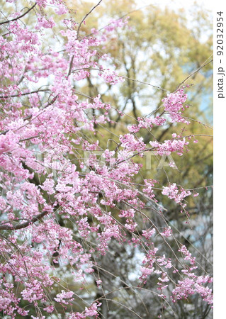 天王寺公園桜　天王寺公園　桜　あべのハルカス　川底池　てんしば　和気橋　通天閣　ソメイヨシノ　 92032954
