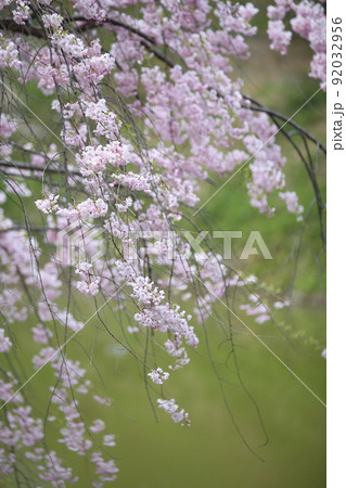 天王寺公園桜 天王寺公園 桜 あべのハルカス 川底池 てんしば 和気橋 通天閣 ソメイヨシノ 天王寺公園桜 天王寺公園 桜 あべのハルカス 川底池 てんしば 和気橋 通天閣 ソメイヨシノ 92032956