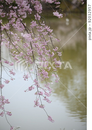 天王寺公園桜　天王寺公園　桜　あべのハルカス　川底池　てんしば　和気橋　通天閣　ソメイヨシノ　 92032957