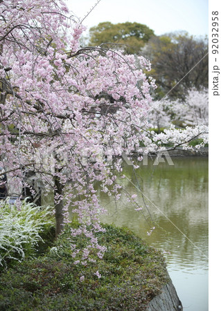 天王寺公園桜　天王寺公園　桜　あべのハルカス　川底池　てんしば　和気橋　通天閣　ソメイヨシノ　 92032958