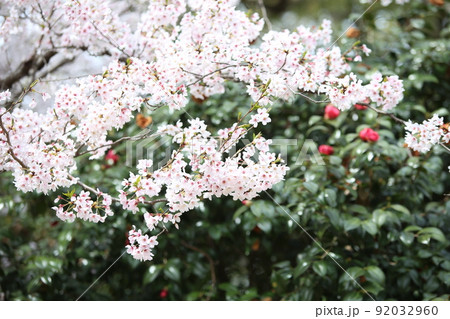 天王寺公園桜　天王寺公園　桜　あべのハルカス　川底池　てんしば　和気橋　通天閣　ソメイヨシノ　 92032960