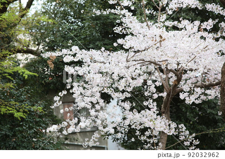 天王寺公園桜　天王寺公園　桜　あべのハルカス　川底池　てんしば　和気橋　通天閣　ソメイヨシノ　 92032962