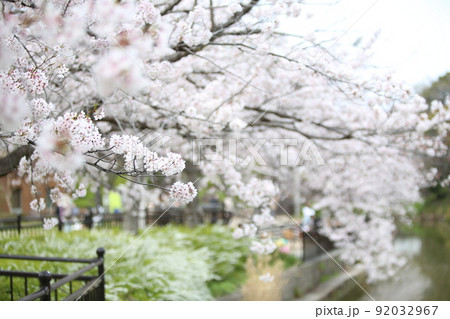 天王寺公園桜 天王寺公園 桜 あべのハルカス 川底池 てんしば 和気橋 通天閣 ソメイヨシノ 天王寺公園桜 天王寺公園 桜 あべのハルカス 川底池 てんしば 和気橋 通天閣 ソメイヨシノ 92032967