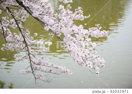 天王寺公園桜 天王寺公園 桜 あべのハルカス 川底池 てんしば 和気橋 通天閣 ソメイヨシノ 天王寺公園桜 天王寺公園 桜 あべのハルカス 川底池 てんしば 和気橋 通天閣 ソメイヨシノ 92032971