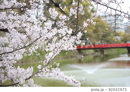 天王寺公園桜 天王寺公園 桜 あべのハルカス 川底池 てんしば 和気橋 通天閣 ソメイヨシノ  天王寺公園桜 天王寺公園 桜 あべのハルカス 川底池 てんしば 和気橋 通天閣 ソメイヨシノ  92032972