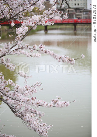 天王寺公園桜 天王寺公園 桜 あべのハルカス 川底池 てんしば 和気橋 通天閣 ソメイヨシノ 天王寺公園桜 天王寺公園 桜 あべのハルカス 川底池 てんしば 和気橋 通天閣 ソメイヨシノ 92032973