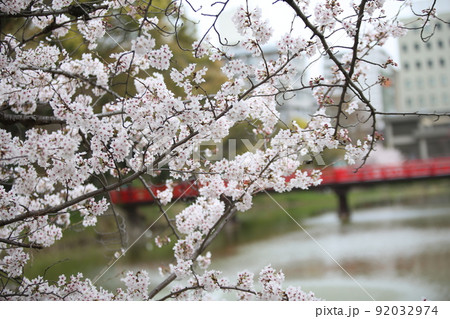 天王寺公園桜 天王寺公園 桜 あべのハルカス 川底池 てんしば 和気橋 通天閣 ソメイヨシノ 天王寺公園桜 天王寺公園 桜 あべのハルカス 川底池 てんしば 和気橋 通天閣 ソメイヨシノ 92032974
