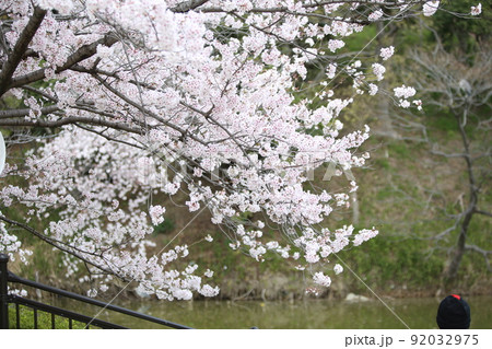 天王寺公園桜 天王寺公園 桜 あべのハルカス 川底池 てんしば 和気橋 通天閣 ソメイヨシノ 天王寺公園桜 天王寺公園 桜 あべのハルカス 川底池 てんしば 和気橋 通天閣 ソメイヨシノ 92032975