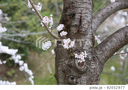 天王寺公園桜 天王寺公園 桜 あべのハルカス 川底池 てんしば 和気橋 通天閣 ソメイヨシノ 天王寺公園桜 天王寺公園 桜 あべのハルカス 川底池 てんしば 和気橋 通天閣 ソメイヨシノ 92032977