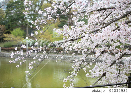 天王寺公園桜 天王寺公園 桜 あべのハルカス 川底池 てんしば 和気橋 通天閣 ソメイヨシノ 天王寺公園桜 天王寺公園 桜 あべのハルカス 川底池 てんしば 和気橋 通天閣 ソメイヨシノ 92032982