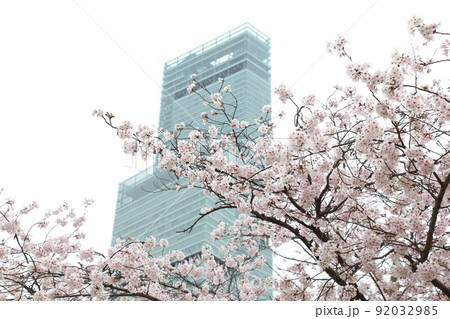 天王寺公園桜　天王寺公園　桜　あべのハルカス　川底池　てんしば　和気橋　通天閣　ソメイヨシノ　 92032985