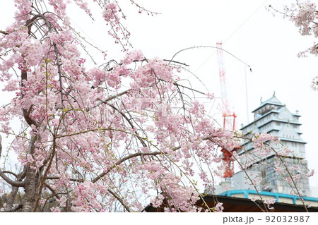 天王寺公園桜 天王寺公園 桜 あべのハルカス 川底池 てんしば 和気橋 通天閣 ソメイヨシノ  天王寺公園桜 天王寺公園 桜 あべのハルカス 川底池 てんしば 和気橋 通天閣 ソメイヨシノ  92032987