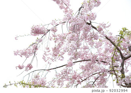 天王寺公園桜 天王寺公園 桜 あべのハルカス 川底池 てんしば 和気橋 通天閣 ソメイヨシノ 天王寺公園桜 天王寺公園 桜 あべのハルカス 川底池 てんしば 和気橋 通天閣 ソメイヨシノ 92032994