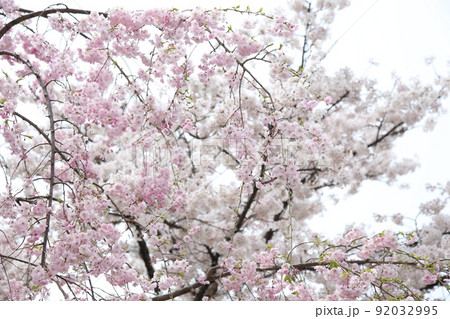 天王寺公園桜　天王寺公園　桜　あべのハルカス　川底池　てんしば　和気橋　通天閣　ソメイヨシノ　 92032995