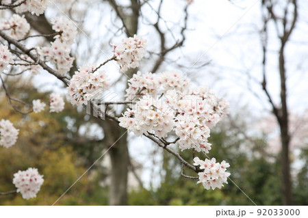 天王寺公園桜 天王寺公園 桜 あべのハルカス 川底池 てんしば 和気橋 通天閣 ソメイヨシノ 天王寺公園桜 天王寺公園 桜 あべのハルカス 川底池 てんしば 和気橋 通天閣 ソメイヨシノ 92033000