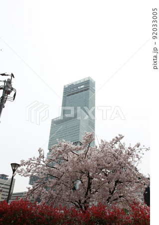 天王寺公園桜　天王寺公園　桜　あべのハルカス　川底池　てんしば　和気橋　通天閣　ソメイヨシノ　 92033005