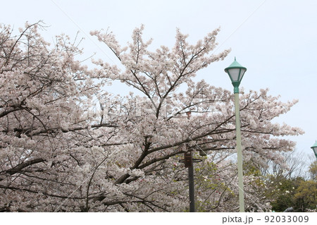天王寺公園桜　天王寺公園　桜　あべのハルカス　川底池　てんしば　和気橋　通天閣　ソメイヨシノ　 92033009