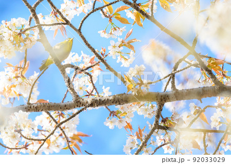 春空を背景に桜の木と野鳥景色「観光名所:水前寺成趣園」 春空を背景に桜の木と野鳥景色「観光名所:水前寺成趣園」 92033029
