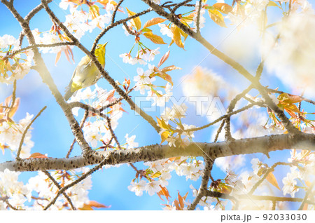 春空を背景に桜の木と野鳥景色「観光名所：水前寺成趣園」 92033030
