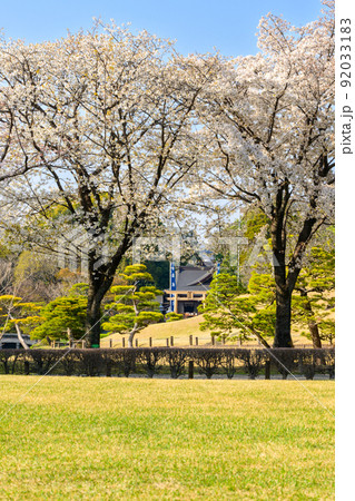 出水神社 鳥居を背景に桜の木風景「観光名所:水前寺成趣園」 出水神社 鳥居を背景に桜の木風景「観光名所:水前寺成趣園」 92033183
