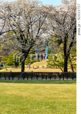 出水神社　鳥居を背景に桜の木風景「観光名所：水前寺成趣園」 92033757