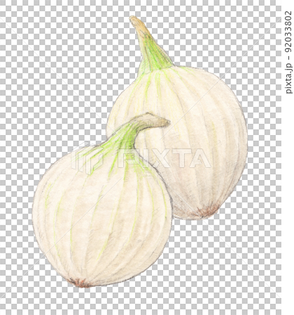 White onion watercolor pencil vegetable illustration transparent background White onion watercolor pencil vegetable illustration transparent background 92033802
