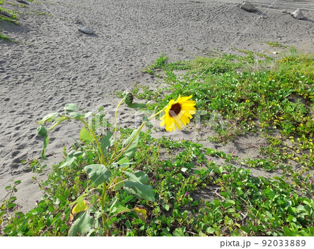 角 片隅 隅 92033889