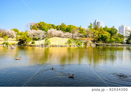 桜の花咲く日本庭園・桜の木風景「観光名所:水前寺成趣園」 桜の花咲く日本庭園・桜の木風景「観光名所:水前寺成趣園」 92034300