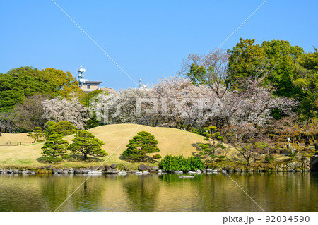桜の花咲く日本庭園・桜の木風景「観光名所：水前寺成趣園」 92034590