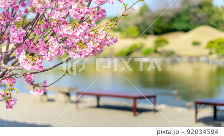桜の花咲く日本庭園・花びら 背景ベンチと池風景「観光名所:水前寺成趣園」 桜の花咲く日本庭園・花びら 背景ベンチと池風景「観光名所:水前寺成趣園」 92034594