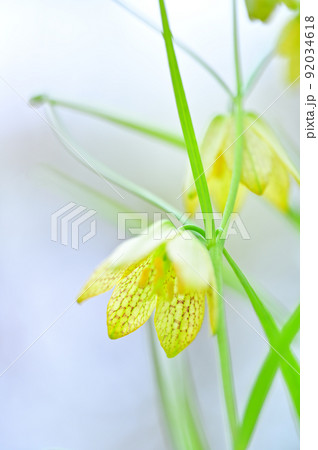 満開のアミガサユリ 92034618