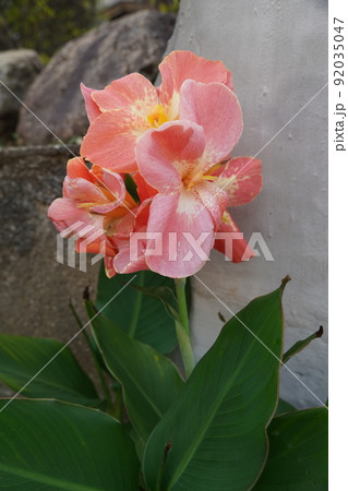ピンク色のカンナの花 ピンク色のカンナの花 92035047