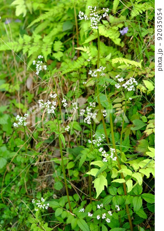 ツルカノコソウの花 【相模原市津久井 4月】 ツルカノコソウの花 【相模原市津久井 4月】 92035054