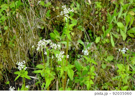 土手に咲くツルカノコソウの花 【相模原市津久井 4月】 土手に咲くツルカノコソウの花 【相模原市津久井 4月】 92035060
