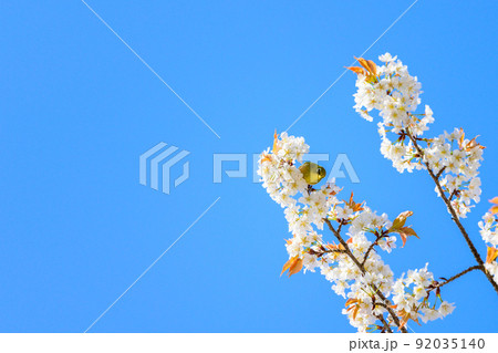 春空を背景に桜の木と野鳥景色「観光名所：水前寺成趣園」 92035140
