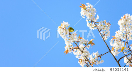春空を背景に桜の木と野鳥景色「観光名所：水前寺成趣園」 92035141